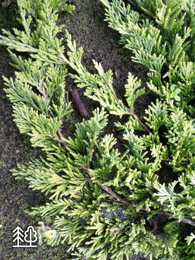 Juniperus horizontalis   'Golden Carpet'